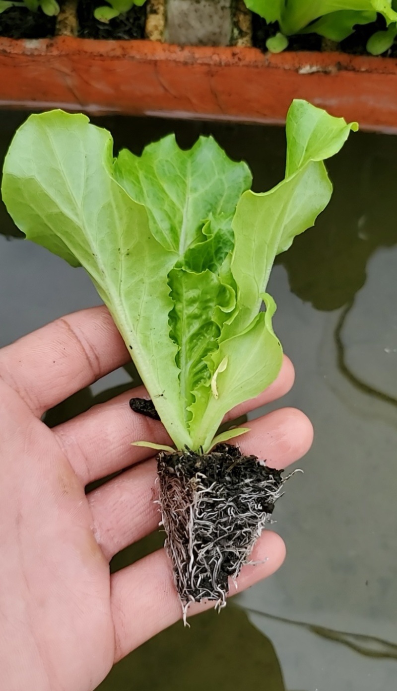 意大利生菜苗/云南生菜苗/基地现挖现发/成活率高量大从优