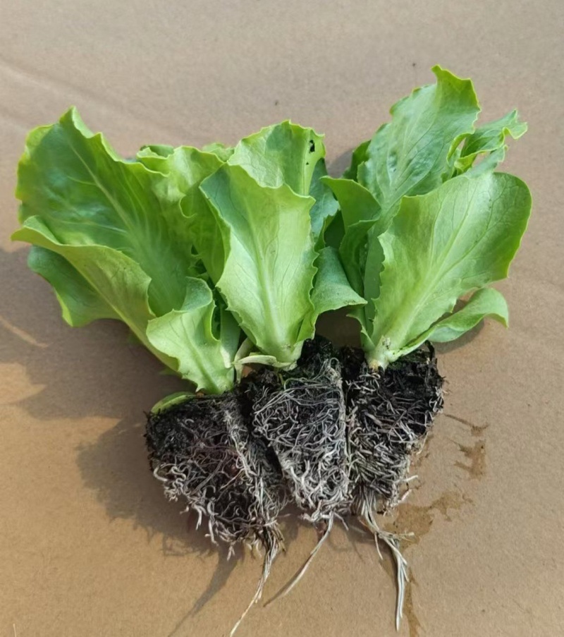 意大利生菜苗/云南生菜苗/基地现挖现发/成活率高量大从优