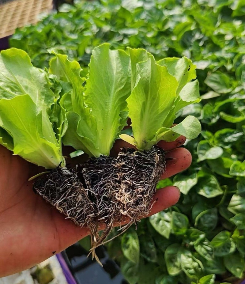 意大利生菜苗/云南生菜苗/基地现挖现发/成活率高量大从优