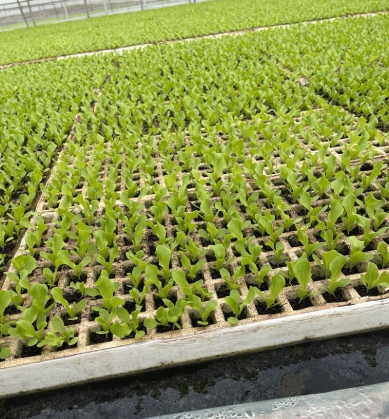 意大利生菜苗/云南生菜苗/基地现挖现发/成活率高量大从优