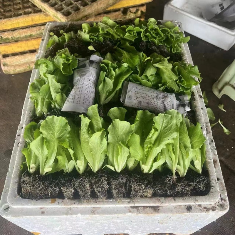 意大利生菜苗/云南生菜苗/基地现挖现发/成活率高量大从优