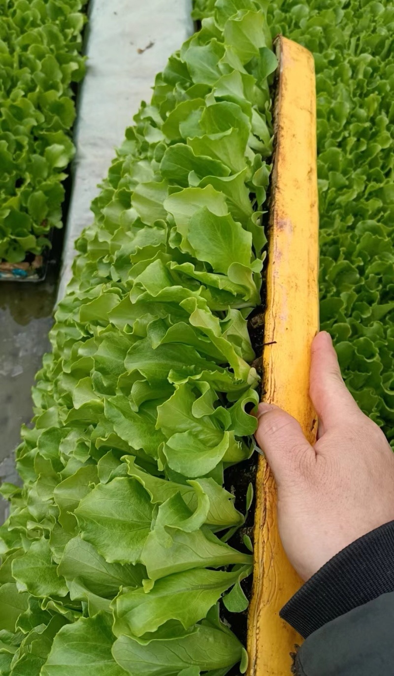 意大利生菜苗/云南生菜苗/基地现挖现发/成活率高量大从优