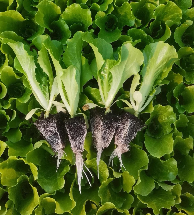 意大利生菜苗/云南生菜苗/基地现挖现发/成活率高量大从优