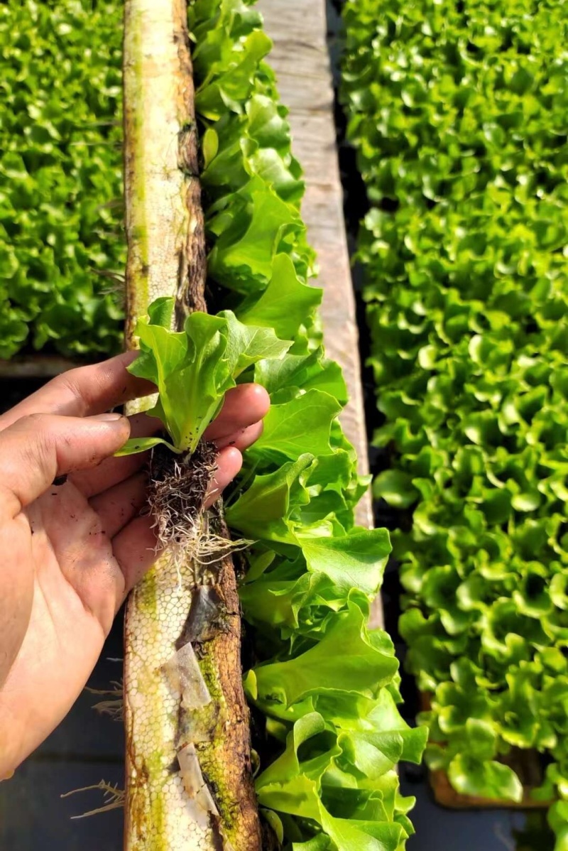 意大利生菜苗/云南生菜苗/基地现挖现发/成活率高量大从优