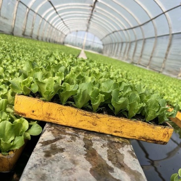 意大利生菜苗/云南生菜苗/基地现挖现发/成活率高量大从优