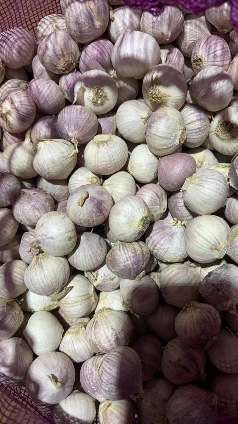 【量大优惠】辽宁独头蒜品质保障对接批发电商商超