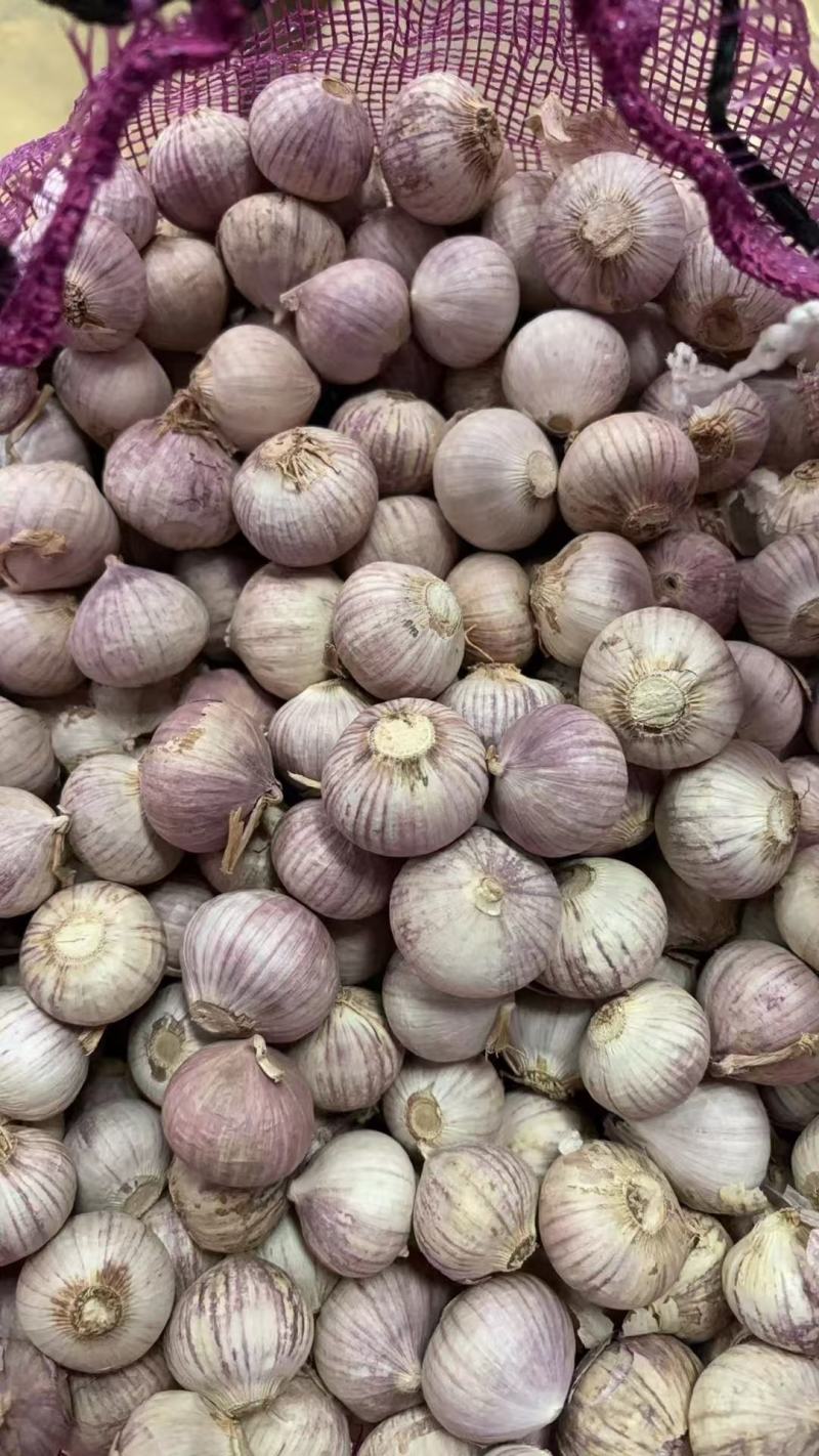 【量大优惠】辽宁独头蒜品质保障对接批发电商商超