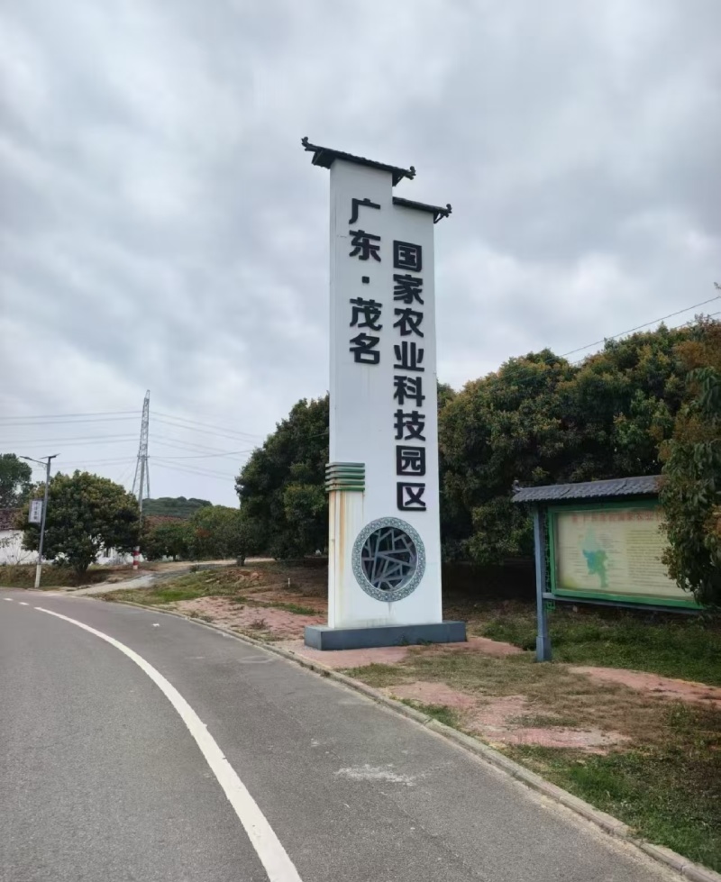 高州白糖罂荔枝，当天采摘，新鲜现发，价格实惠，量大从优
