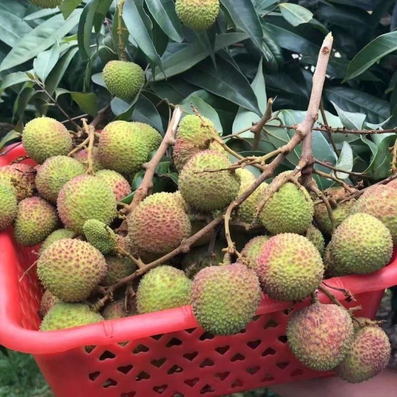 妃子笑精品荔枝，品种齐全，产地直发，保质保量，诚信经营