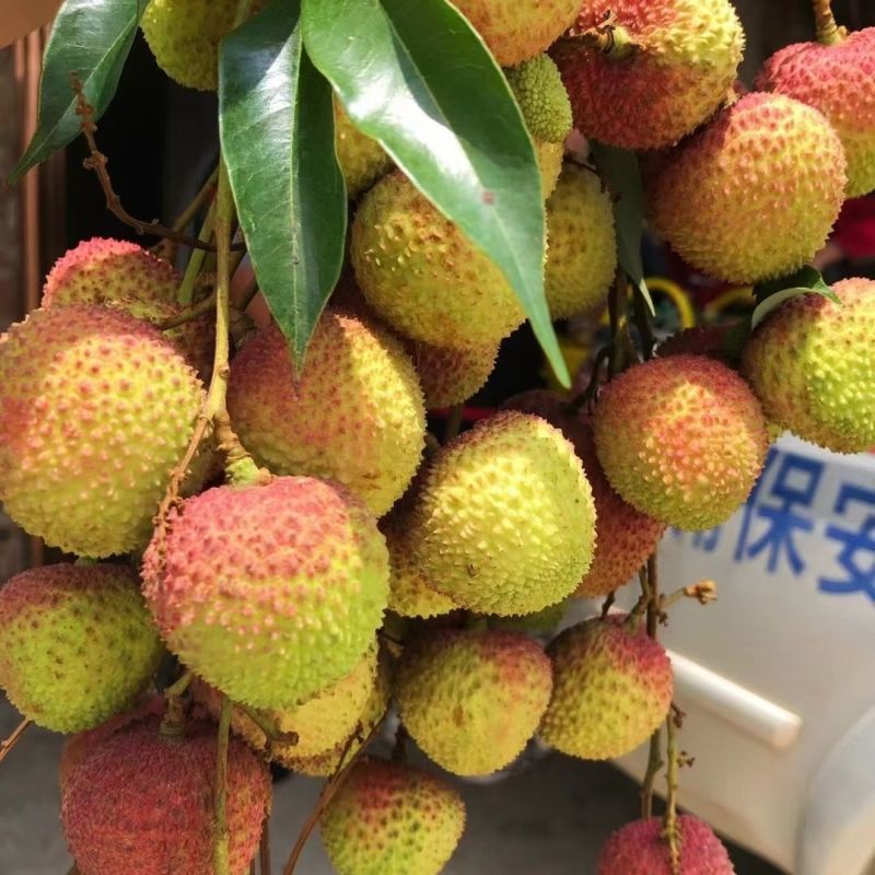 妃子笑精品荔枝，品种齐全，产地直发，保质保量，诚信经营