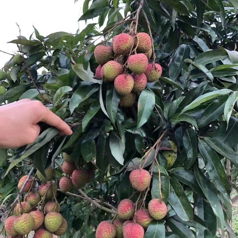 妃子笑精品荔枝，品种齐全，产地直发，保质保量，诚信经营