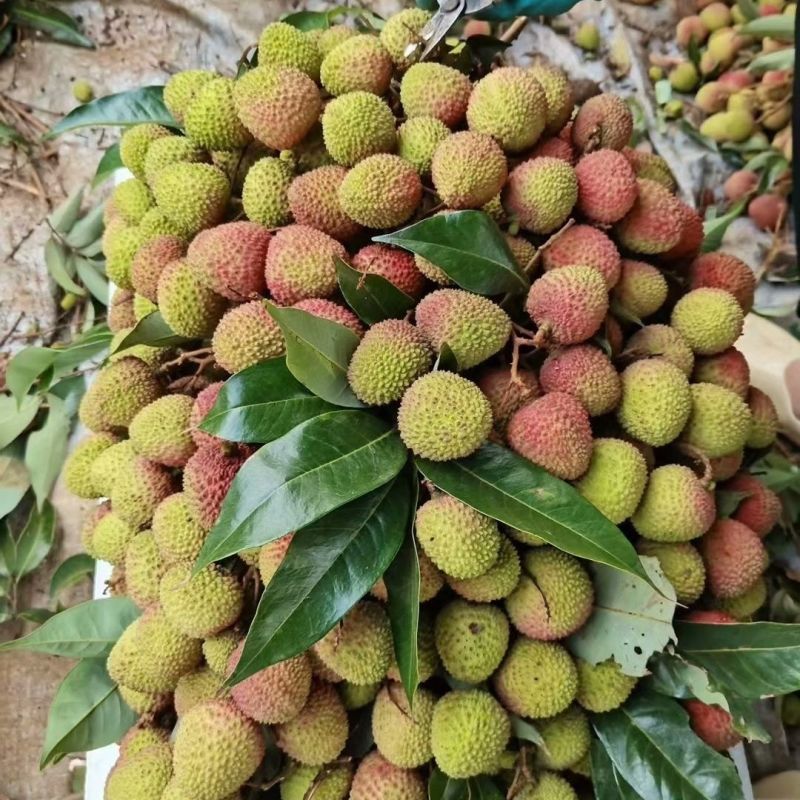妃子笑精品荔枝，品种齐全，产地直发，保质保量，诚信经营
