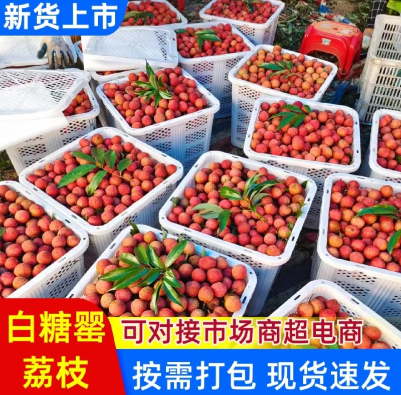高州白糖罂荔枝，当天采摘，新鲜现发，价格实惠，量大从优