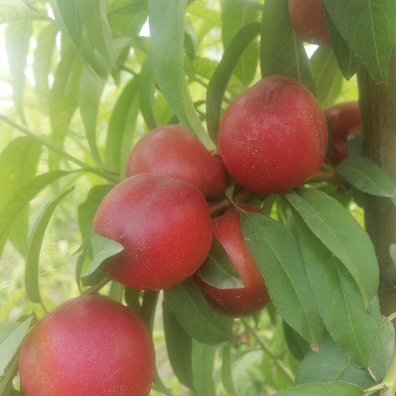 迷你一号枣油桃，枣油桃1号