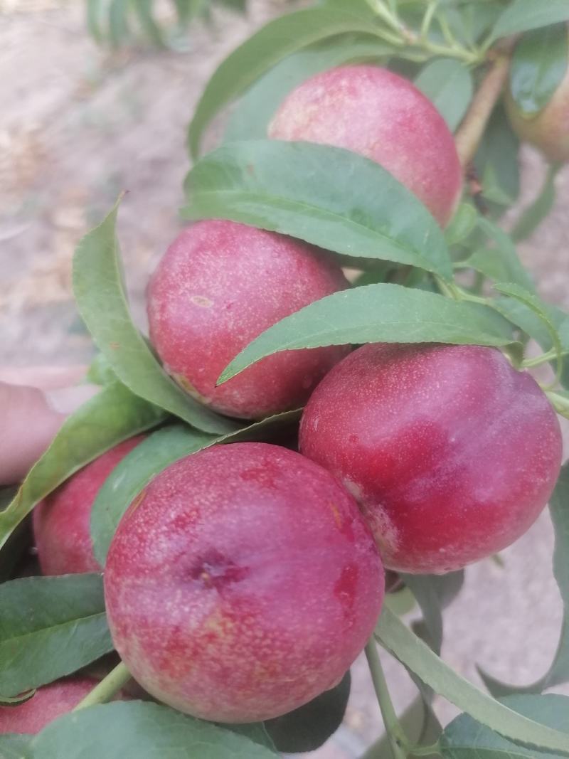 迷你一号枣油桃，枣油桃1号