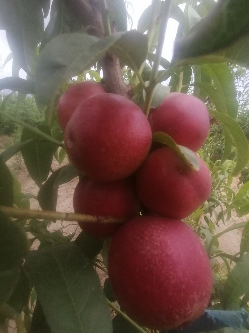 迷你一号枣油桃，枣油桃1号