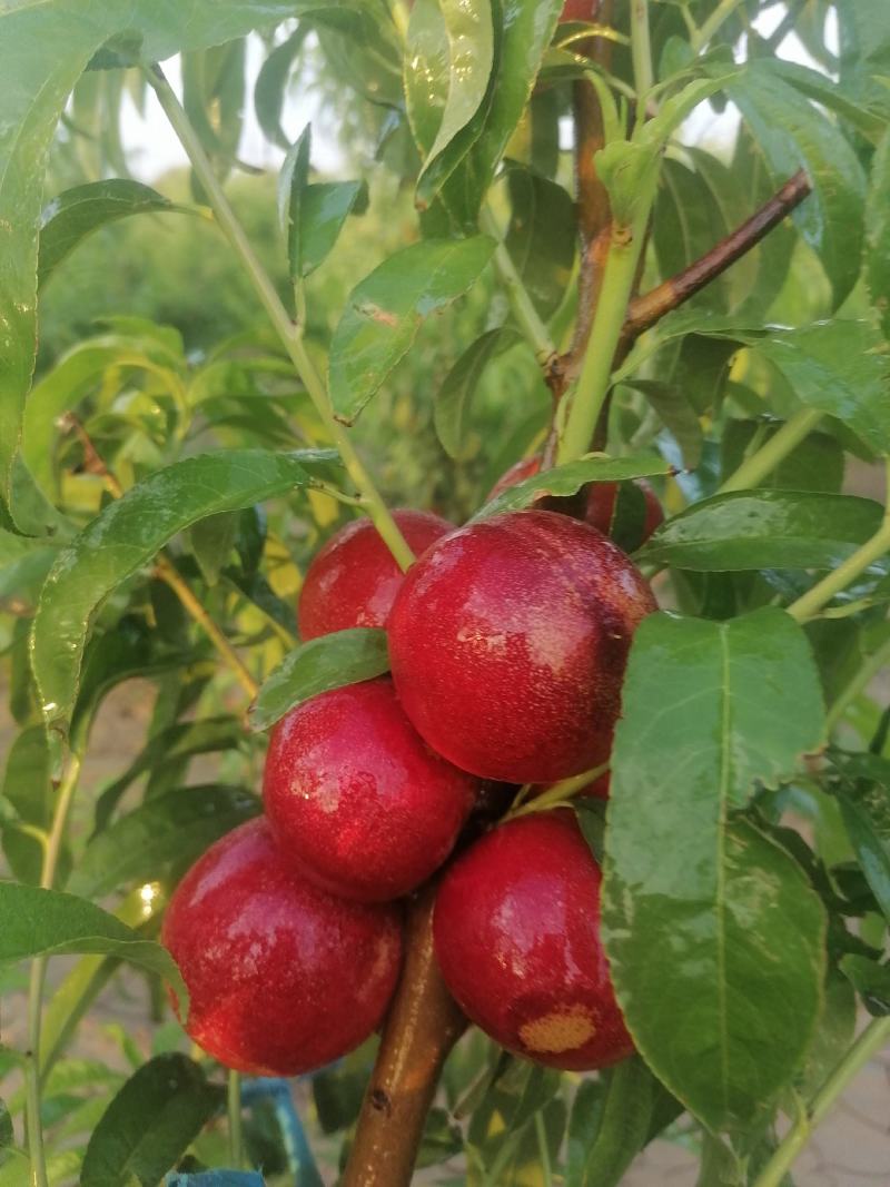 迷你一号枣油桃，枣油桃1号