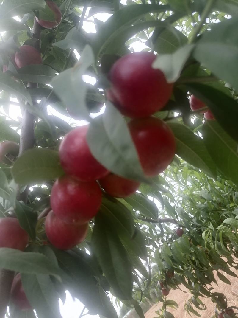 迷你一号枣油桃，枣油桃1号