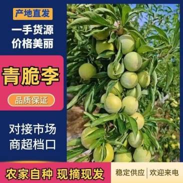 五月脆、脱骨李、对接电商平台、支持一件代发、多多买菜、