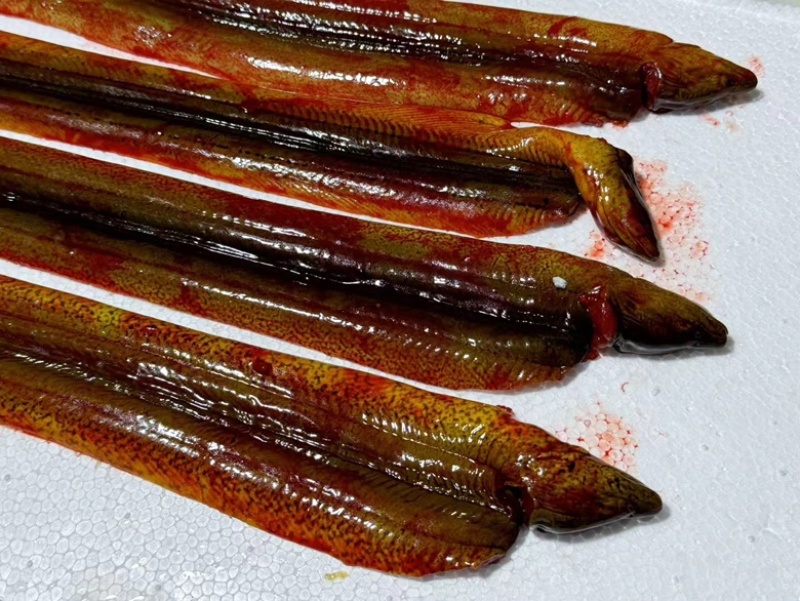 精品鳝鱼片大量供应货源充足，新鲜发货量大，从优