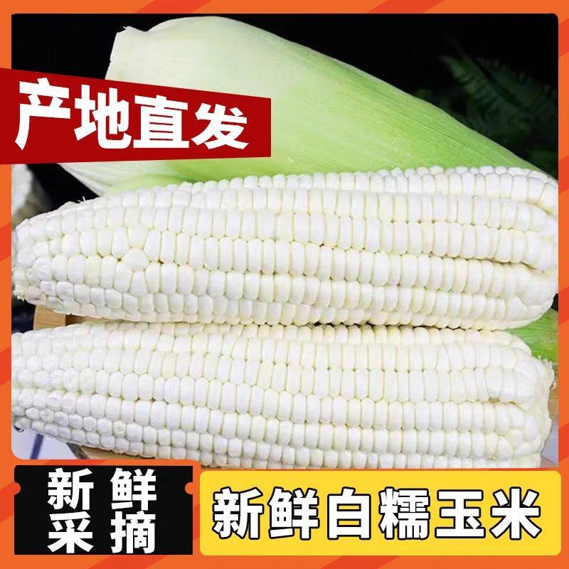 白糯玉米，鲜玉米，电商，市场，玉米，量大从优丨价格便宜