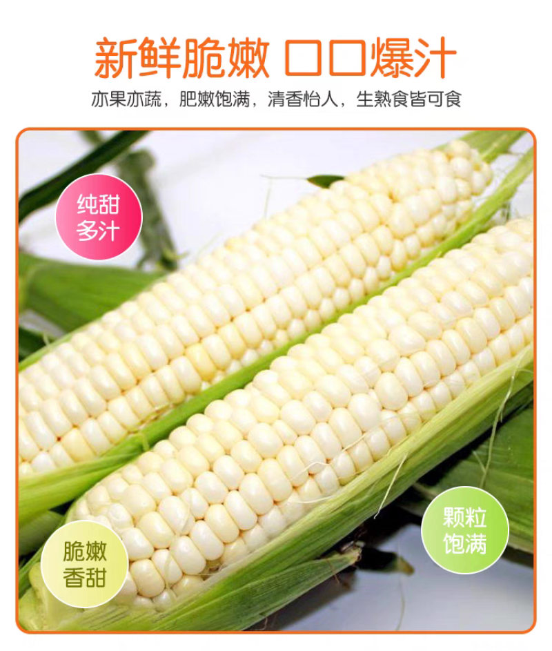 白糯玉米，鲜玉米，电商，市场，玉米，量大从优丨价格便宜