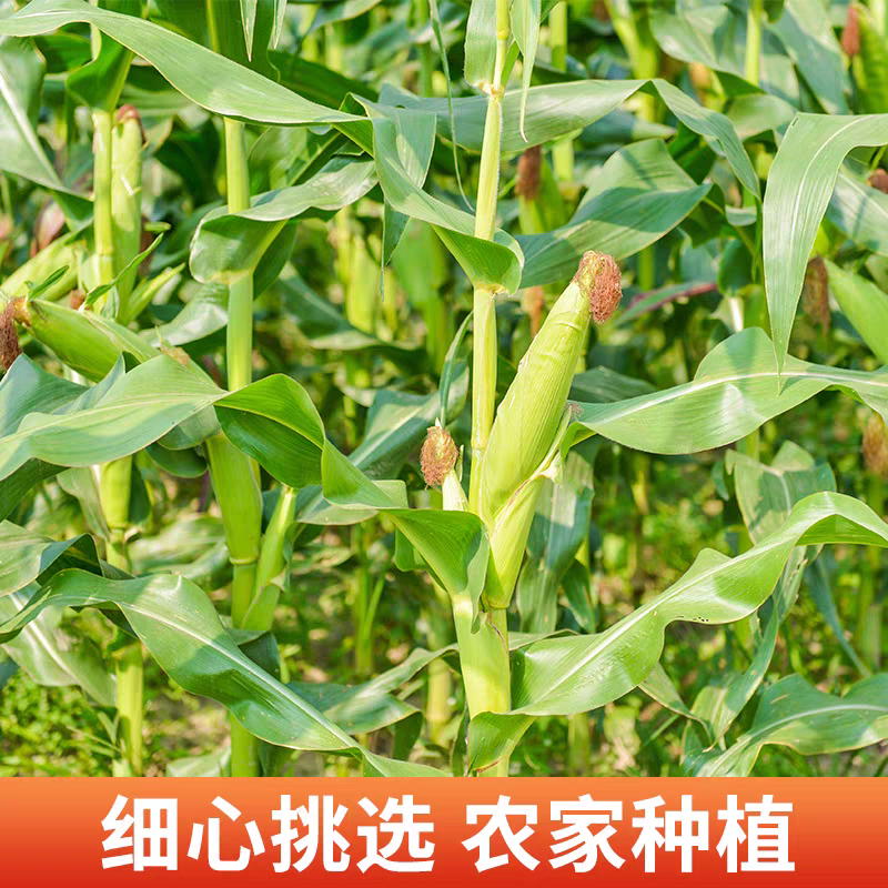 白糯玉米，鲜玉米，电商，市场，玉米，量大从优丨价格便宜