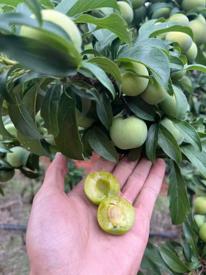 清脆李脱骨李电商一件代发