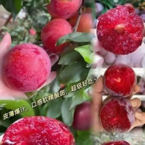 《实力》湖北澳洲红心李基地直发保质保量现摘现发对接商超