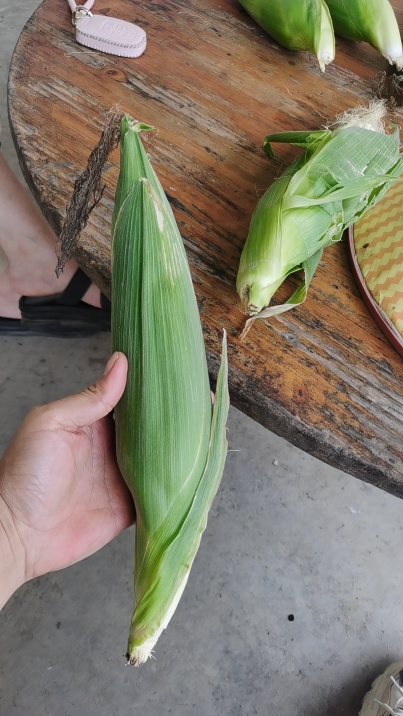 白糯玉米