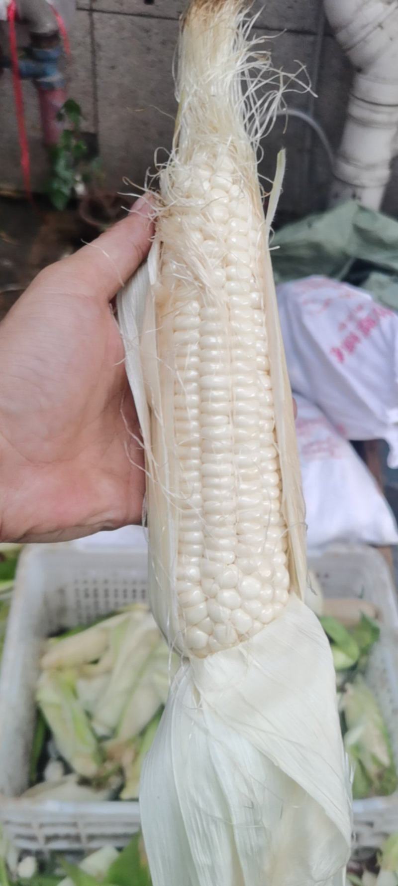 白糯玉米