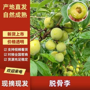 、青脆李、大量现货、对接电商平台、支持一件代发、