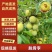 、青脆李、大量现货、对接电商平台、支持一件代发、
