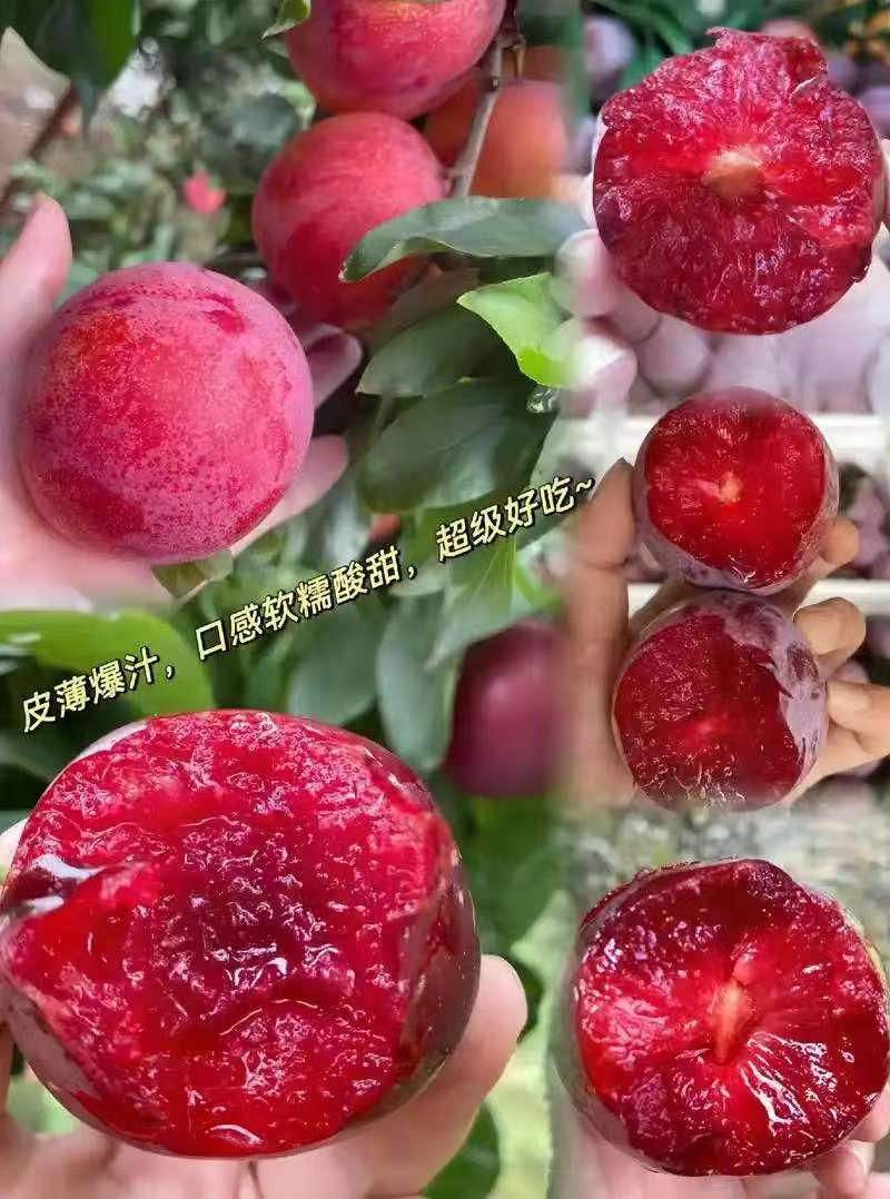 《实力》湖北澳洲红心李基地直发保质保量现摘现发对接商超