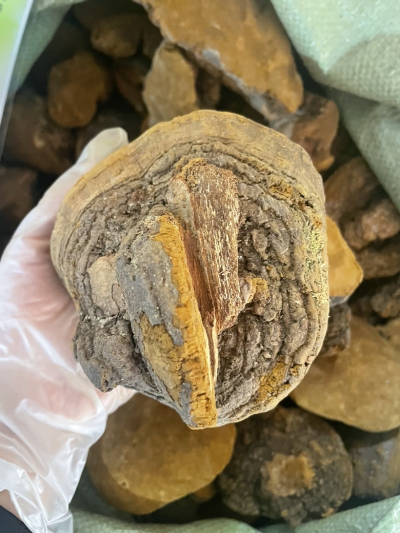 野生杨树桑黄金边桑黄产地直发质量保证量大优价欢迎致电