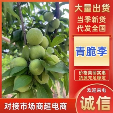 脱骨李大量现货、对接电商平台、支持一件代发、多多买菜、、