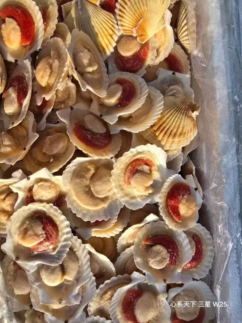 精品半壳贝，厂家直销，价格优惠