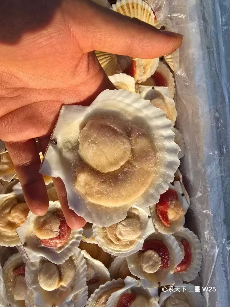 精品半壳贝，厂家直销，价格优惠
