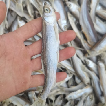 淡盐烘干蓝刀（大号）/鱼干/干货/开肚/野生/餐条/白条