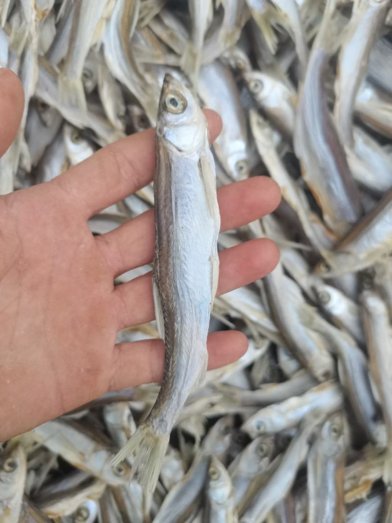 淡盐烘干蓝刀（大号）/鱼干/干货/开肚/野生/餐条/白条