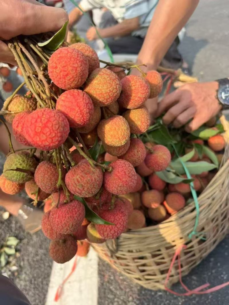广西桂味荔枝大量上市，精品货源货量充足，视频看货全国发货