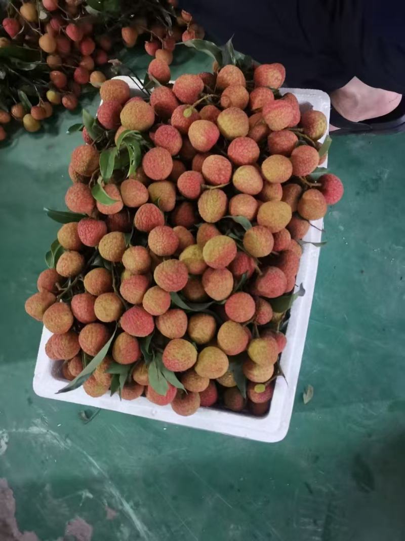 广西桂味荔枝大量上市，精品货源货量充足，视频看货全国发货