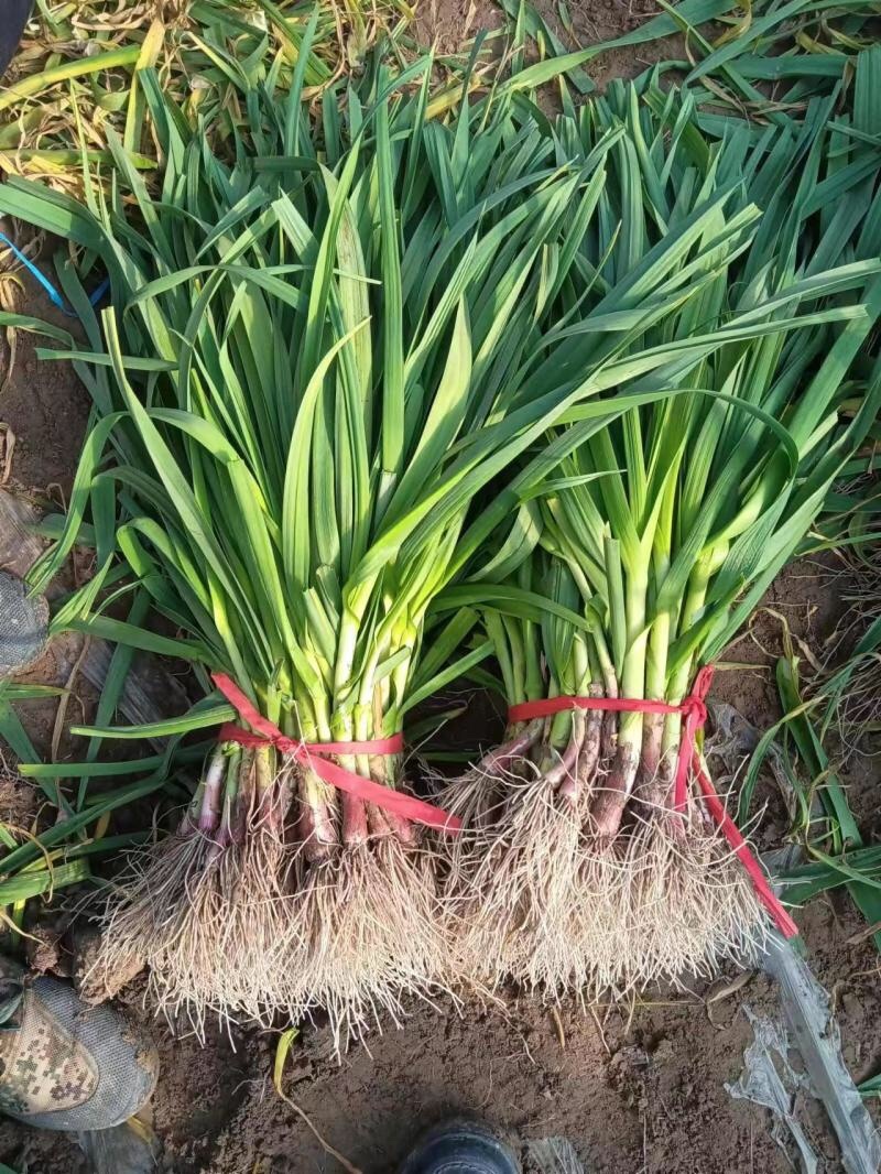精品蒜苗江苏红根蒜苗基地直发质量保证量大价优欢迎致电
