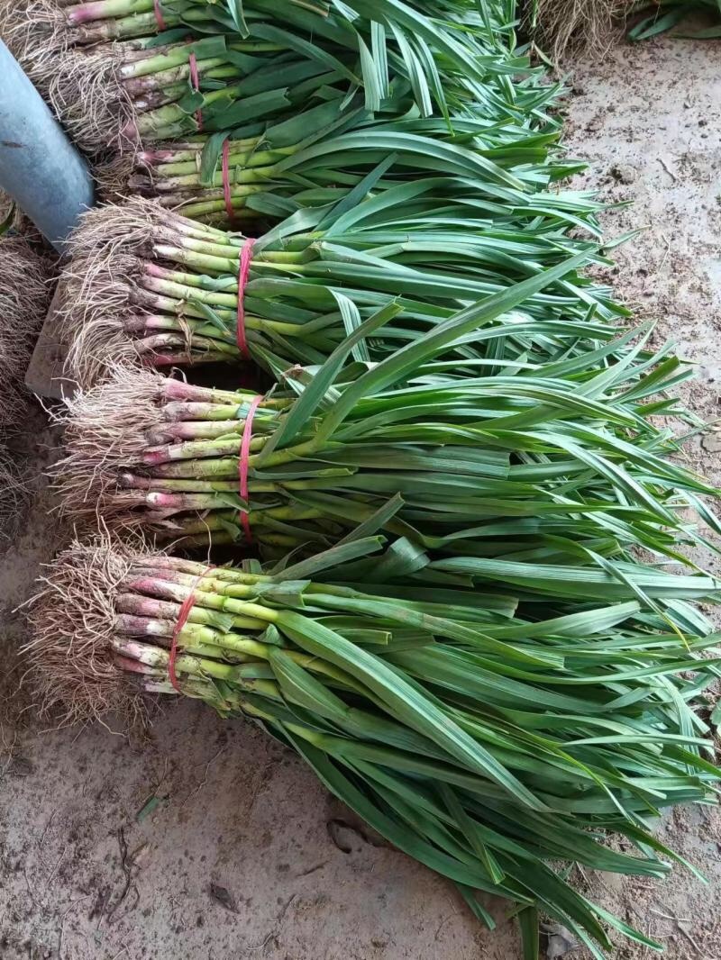 精品蒜苗江苏红根蒜苗基地直发质量保证量大价优欢迎致电