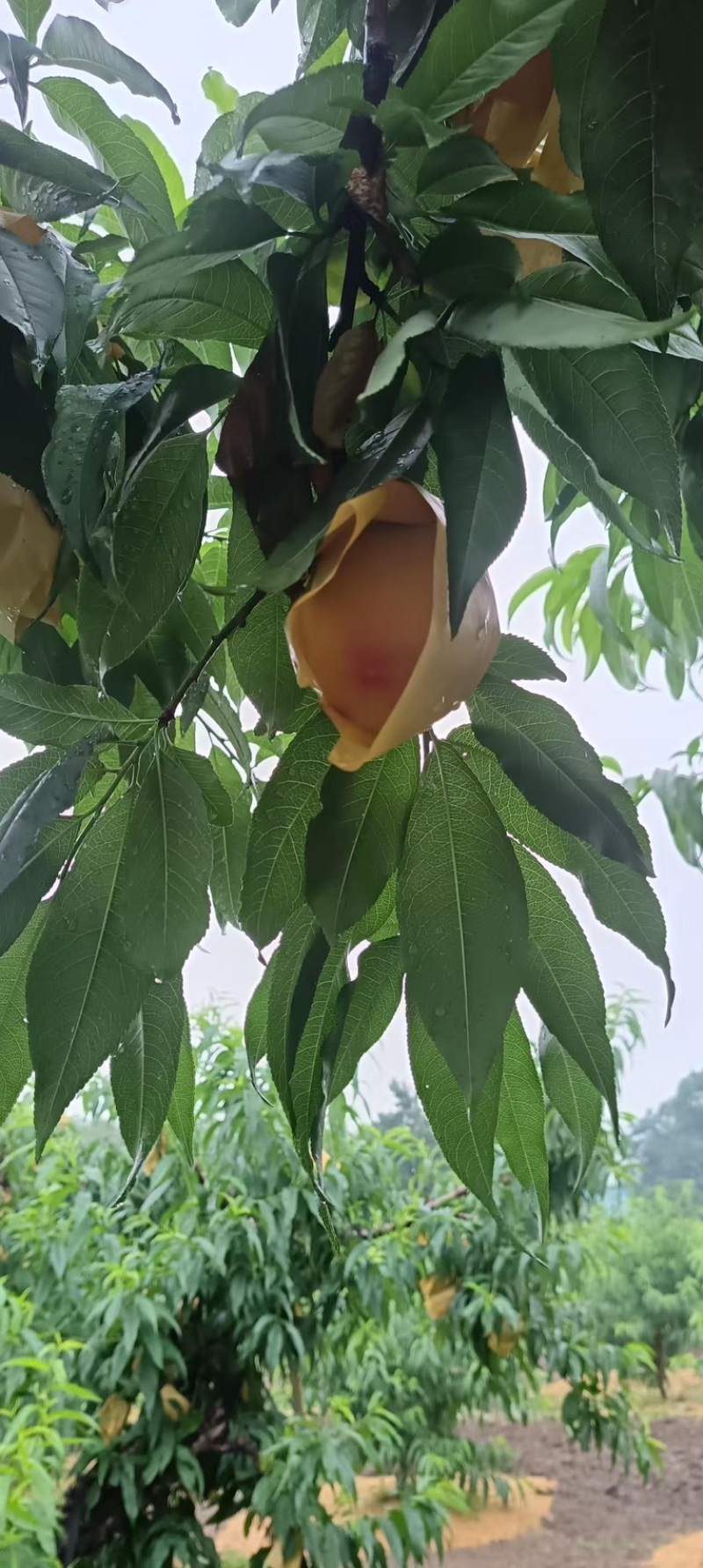 阳山水蜜桃/白凤/突围基地直供可视频看货