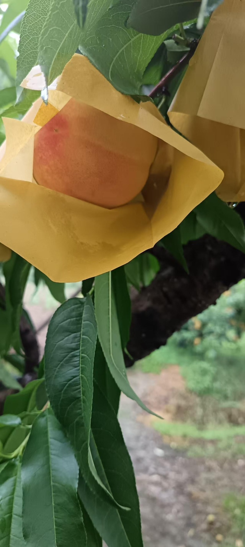 阳山水蜜桃/白凤/突围基地直供可视频看货