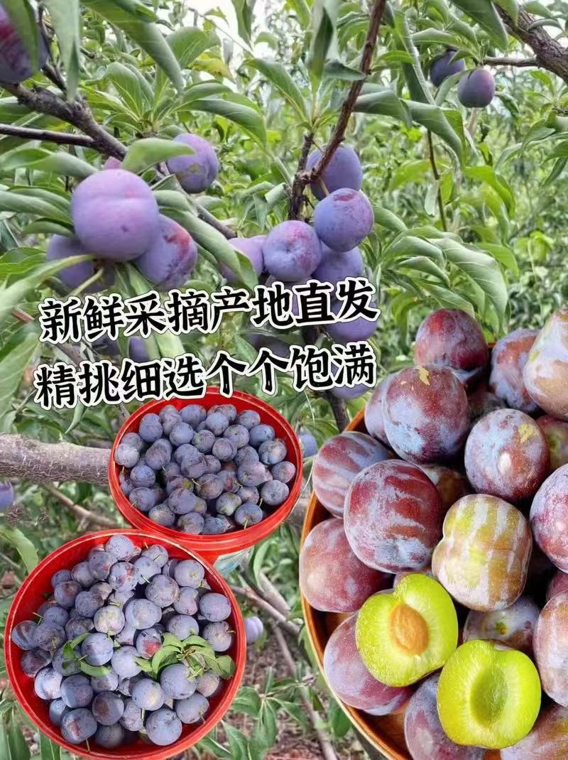 《推荐》五月脆李子大量预定中对接商超团购供应链抖音快手