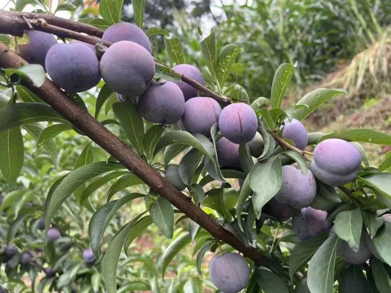 《推荐》五月脆李子大量预定中对接商超团购供应链抖音快手