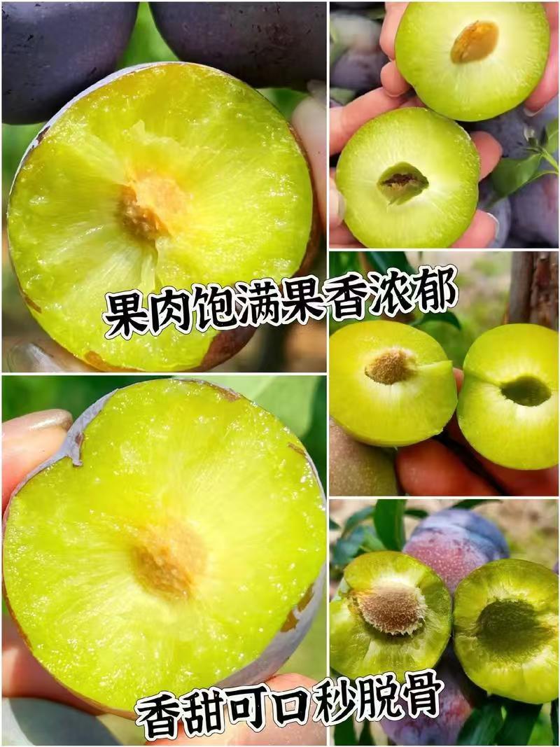《推荐》五月脆李子大量预定中对接商超团购供应链抖音快手