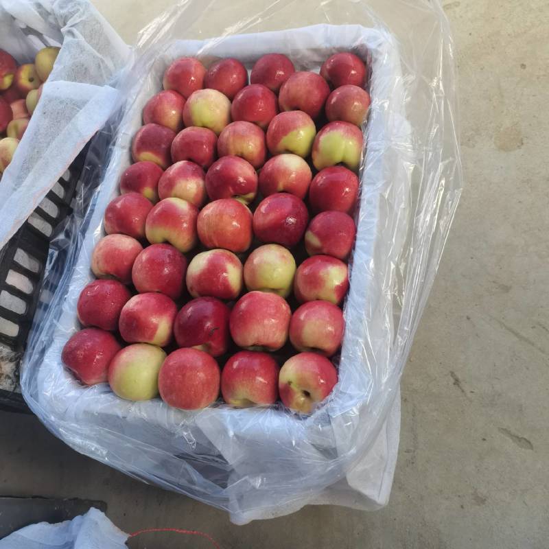 中油系列油桃，枣油桃